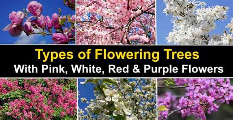 flowering tree identification